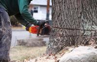 Uproot Tree Removal Services Brampton image 6